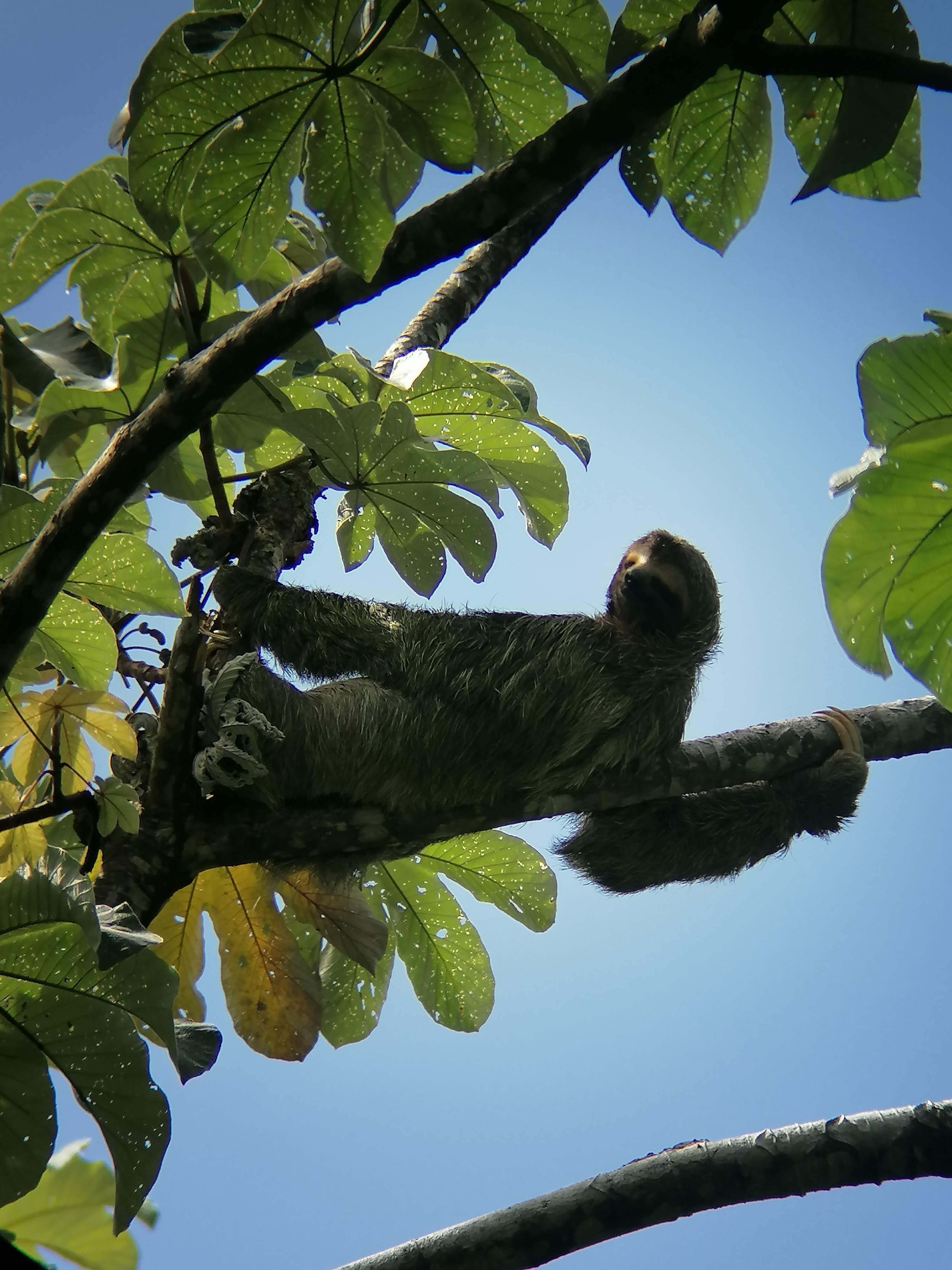 sloth at mauel antonio national park