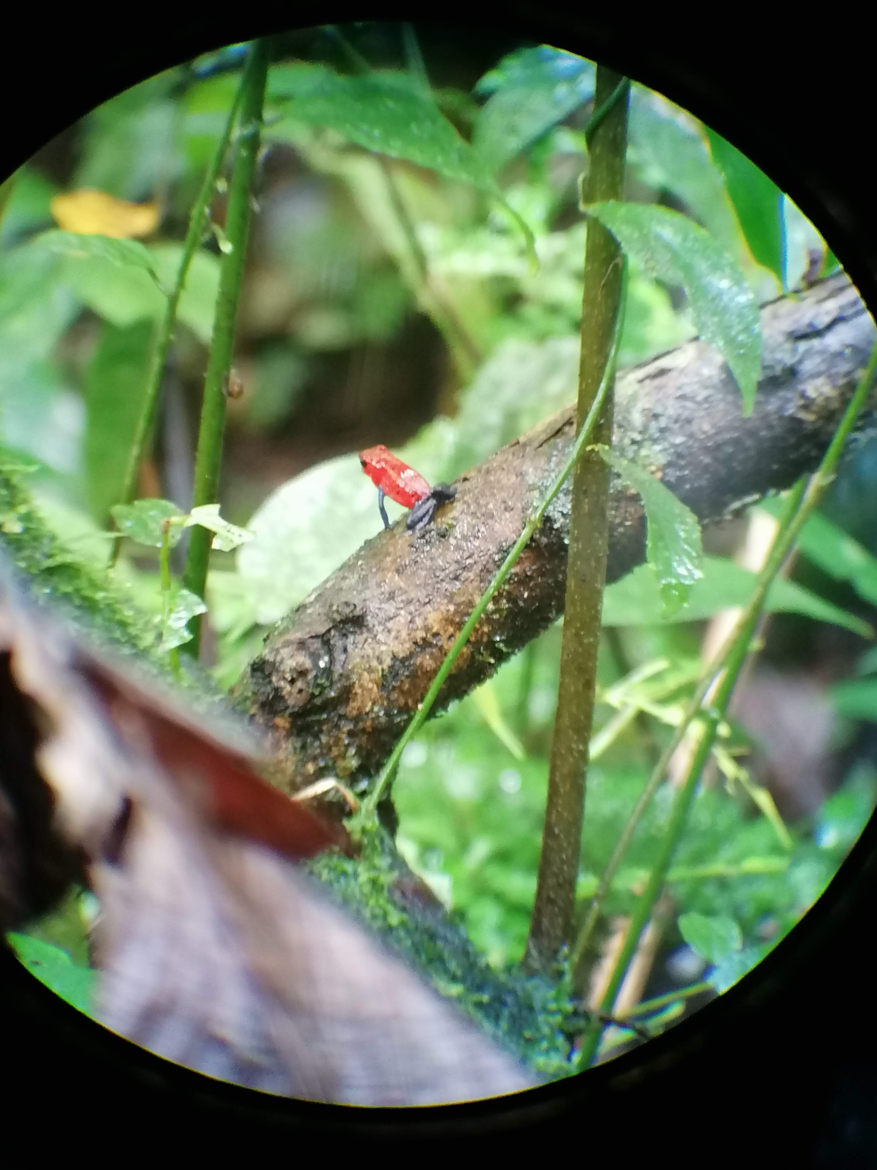 dart frog