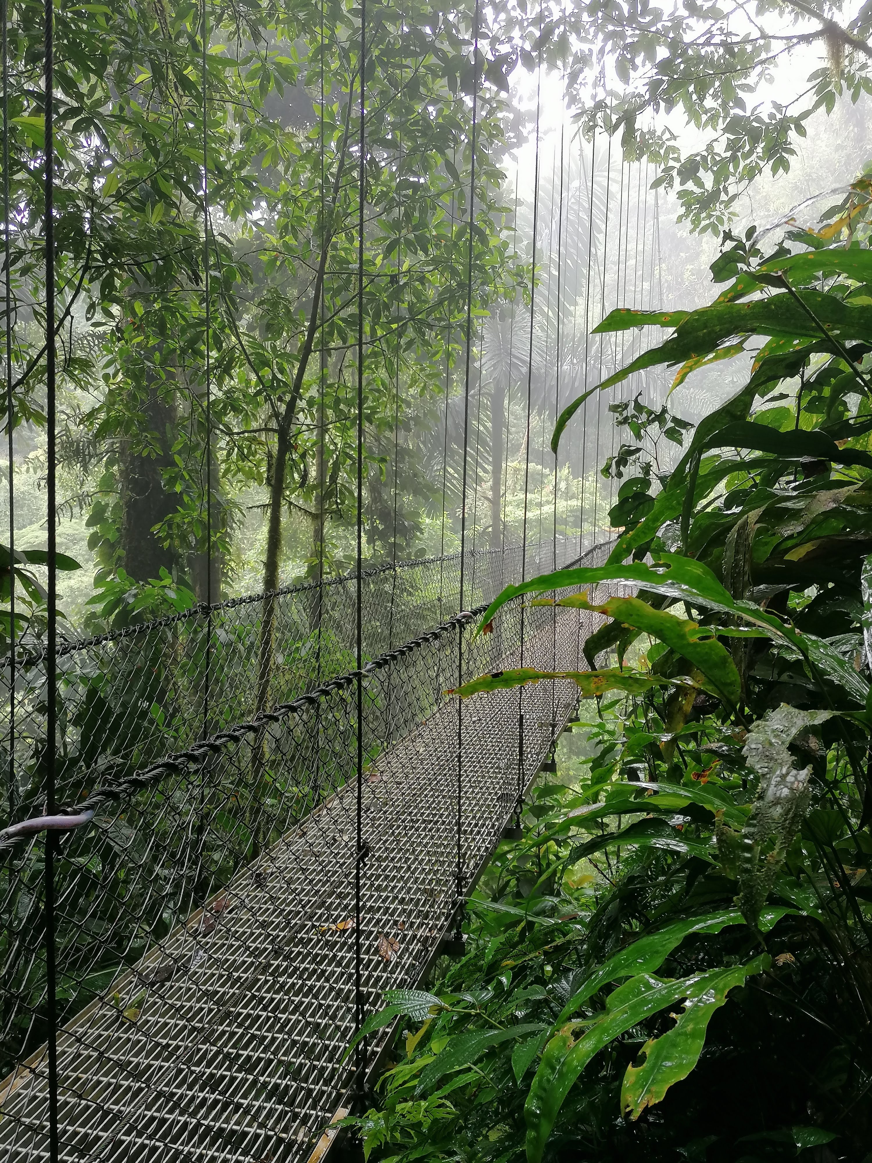 hanging bridge cloud forest