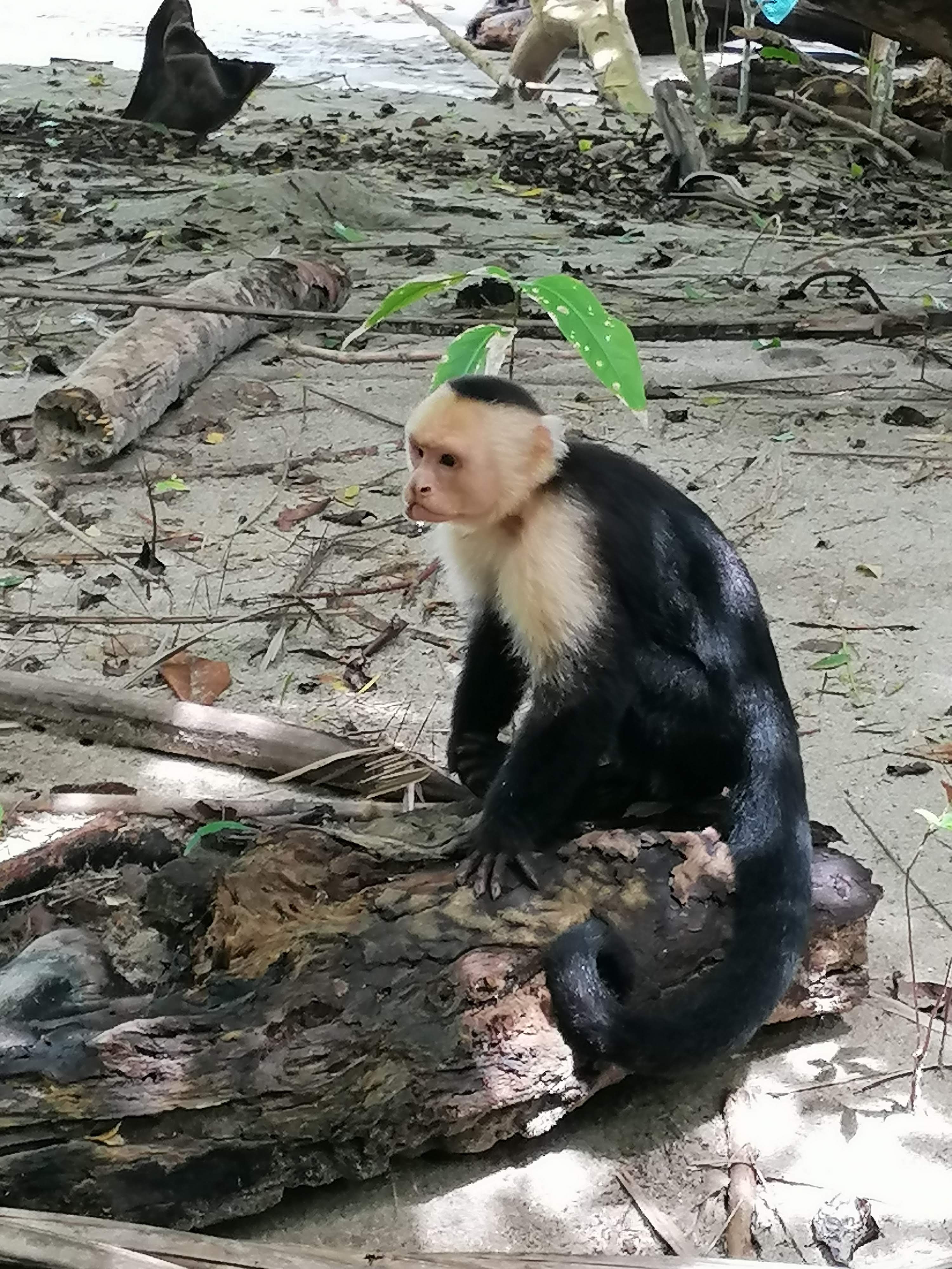 manuel antonio monkey