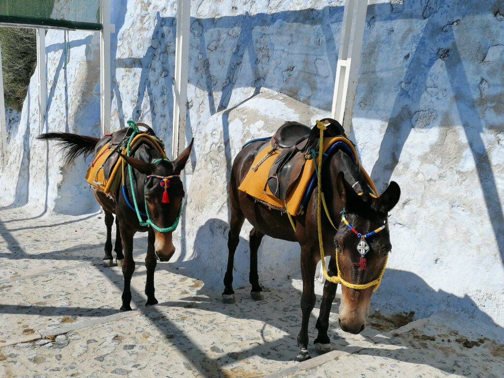 donkey santorini