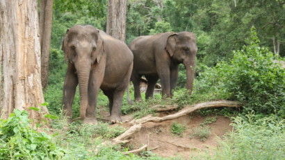 Elephant trekking in Chiang Mai